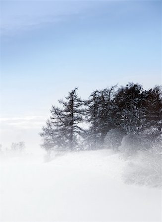 simsearch:400-04940542,k - Silhouette of conifers on a foggy winter day Foto de stock - Super Valor sin royalties y Suscripción, Código: 400-05196395