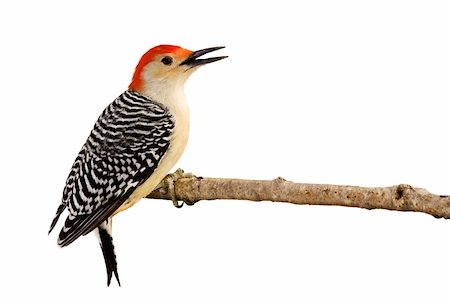 pájaro carpintero - profile of red-bellied woodpecker with beak open perched on a branch; white background Foto de stock - Super Valor sin royalties y Suscripción, Código: 400-05196561