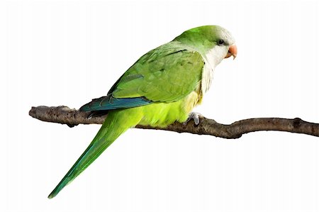 simsearch:400-08073194,k - profile of a monk parrot at rest on a branch; white background Photographie de stock - Aubaine LD & Abonnement, Code: 400-05196563