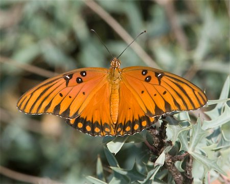 Gulf Fritillary butterfly (Agraulis vanillae), perched on brush in west central Texas. Stock Photo - Budget Royalty-Free & Subscription, Code: 400-05196737