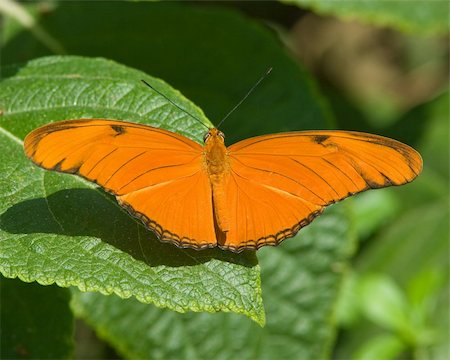 simsearch:400-07292745,k - Julia Heliconian butterfly (Dryas iulia) perched on vegetation in southern Texas. Stock Photo - Budget Royalty-Free & Subscription, Code: 400-05196738