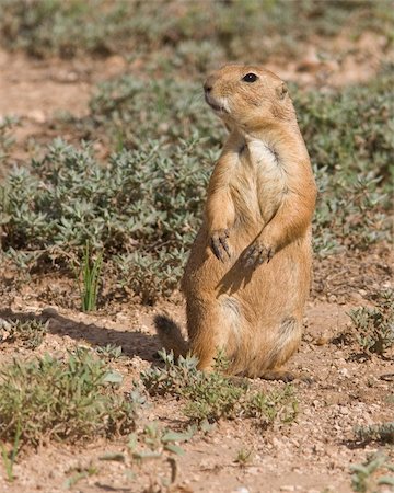 Black-tailed Prairie Dog (Cynomys ludovicianus) standing up outside his town in west central Texas. Stock Photo - Budget Royalty-Free & Subscription, Code: 400-05196742
