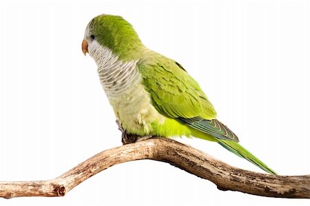 perruche - monk parrot profiles its green feathers in the sunlight; white background Photographie de stock - Aubaine LD & Abonnement, Code: 400-05196904