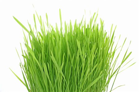 Isolated green grass on white background Stock Photo - Budget Royalty-Free & Subscription, Code: 400-05197236