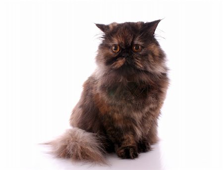 simsearch:400-04887691,k - Persian cat on white background Foto de stock - Super Valor sin royalties y Suscripción, Código: 400-05197253