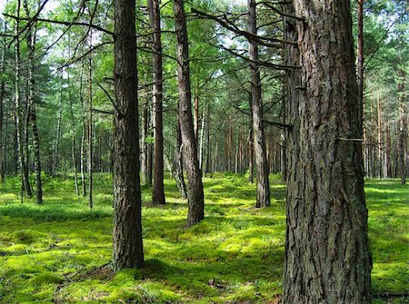 softwood - Pine forest. Stock Photo - Budget Royalty-Free & Subscription, Code: 400-05197462