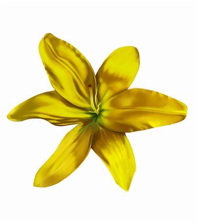 simsearch:400-04879383,k - yellow green lilly flower isolated Photographie de stock - Aubaine LD & Abonnement, Code: 400-05198074