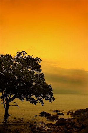 simsearch:400-04315171,k - tree and beach during sunset Fotografie stock - Microstock e Abbonamento, Codice: 400-05198612