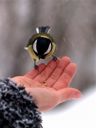Small titmouse bird in women's hand winter Fotografie stock - Microstock e Abbonamento, Codice: 400-05198664