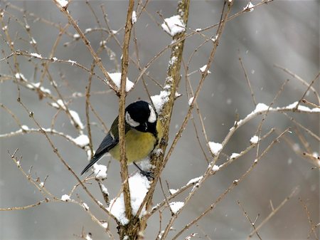 Small titmouse bird sitting on twig winter Foto de stock - Super Valor sin royalties y Suscripción, Código: 400-05198665