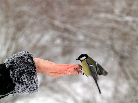 Small titmouse bird in women's hand winter Foto de stock - Super Valor sin royalties y Suscripción, Código: 400-05198662