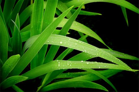 simsearch:400-04212257,k - Rain drops on a green leafs Stock Photo - Budget Royalty-Free & Subscription, Code: 400-05199117