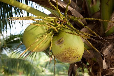 single coconut tree picture - Coconuts On The Palm Tree Stock Photo - Budget Royalty-Free & Subscription, Code: 400-05199946