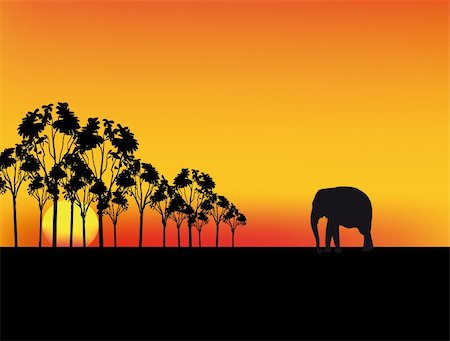 Nice sunset in Africa with red sky and silhouettes Stock Photo - Budget Royalty-Free & Subscription, Code: 400-05190367