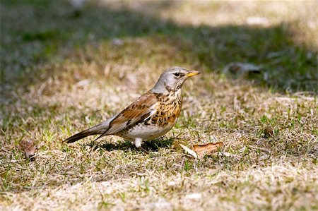 one fieldfare bird portrate on yellow grass Stock Photo - Budget Royalty-Free & Subscription, Code: 400-05190556