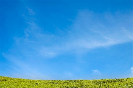 blank green field with blue sky for advertising purpose Stock Photo - Budget Royalty-Free & Subscription, Code: 400-05190805