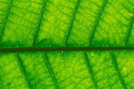 macro shot of a green leaf Foto de stock - Super Valor sin royalties y Suscripción, Código: 400-05190808