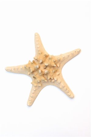 sagasan (artist) - Starfish isolated on a white background Fotografie stock - Microstock e Abbonamento, Codice: 400-05190967