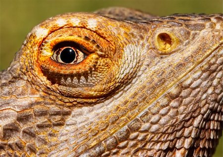 Closeup of a bearded dragon with very sharp focus on the eye Stock Photo - Budget Royalty-Free & Subscription, Code: 400-05191131