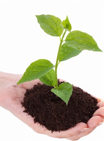 simsearch:400-05308665,k - Growing green plant in a hand isolated on white background Photographie de stock - Aubaine LD & Abonnement, Code: 400-05191434