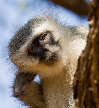 Vervet Monkey peeps from behind a tree Foto de stock - Royalty-Free Super Valor e Assinatura, Número: 400-05191435