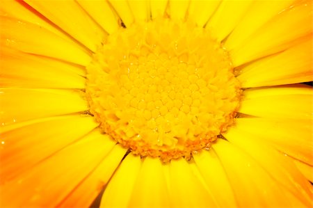 macro picture of the stem of a gerbera flower Stock Photo - Budget Royalty-Free & Subscription, Code: 400-05191795