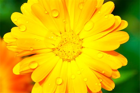 picture of an orange gerbera with raindrops on it's petals Stock Photo - Budget Royalty-Free & Subscription, Code: 400-05191796