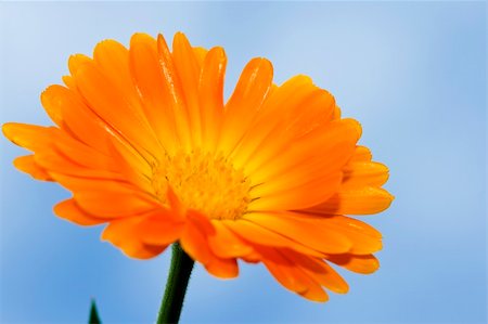 simsearch:630-02220165,k - picture of an orange daisy against blue sky Stock Photo - Budget Royalty-Free & Subscription, Code: 400-05191790