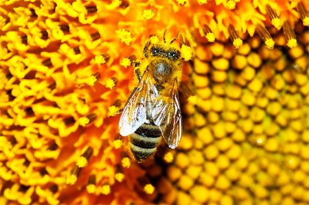 queen bee - macro picture of a working bee on a sunflower Stock Photo - Budget Royalty-Free & Subscription, Code: 400-05191882
