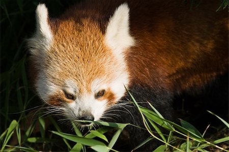 red pandas - Red panda or Firefox eating bamboo leaves Stock Photo - Budget Royalty-Free & Subscription, Code: 400-05192022