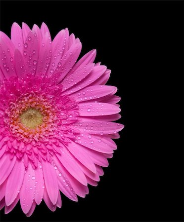 simsearch:400-04421790,k - Pink gerbera on back background Stock Photo - Budget Royalty-Free & Subscription, Code: 400-05193684