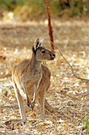 Kangaroo Animal in the Wild at Australia Stockbilder - Microstock & Abonnement, Bildnummer: 400-05204131