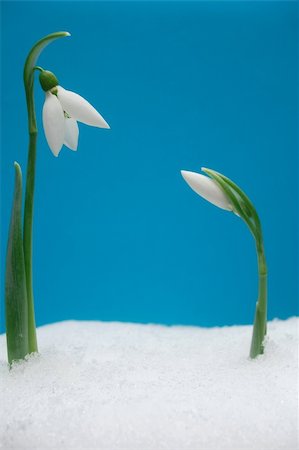 macro photo of beautiful snowdrops growing in snow Photographie de stock - Aubaine LD & Abonnement, Code: 400-05205031