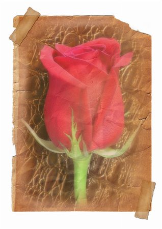 Page with Rose flower - vintage effect, pasted by a sticky tape on a white background Foto de stock - Super Valor sin royalties y Suscripción, Código: 400-05205241