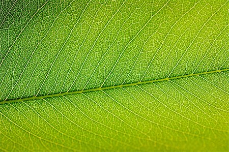 Green leaf detail. Nature collection. Stock Photo - Budget Royalty-Free & Subscription, Code: 400-05205264