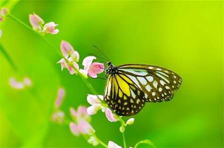 simsearch:400-07674888,k - Parantica aspasia (Yellow Glassy Tiger) feeding on flower. Foto de stock - Super Valor sin royalties y Suscripción, Código: 400-05205283