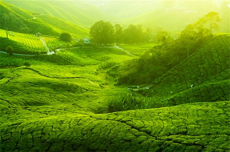 simsearch:400-06921179,k - Tea Plantations at Cameron Highlands Malaysia. Sunrise in early morning with fog. Fotografie stock - Microstock e Abbonamento, Codice: 400-05205298