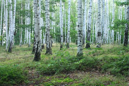 simsearch:400-08348471,k - very nice green forest from the czech republic Stockbilder - Microstock & Abonnement, Bildnummer: 400-05205305