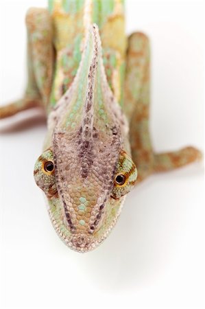 Beautiful big chameleon sitting on a white background Stock Photo - Budget Royalty-Free & Subscription, Code: 400-05205735
