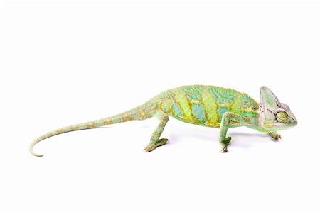 Beautiful big chameleon sitting on a white background Stock Photo - Budget Royalty-Free & Subscription, Code: 400-05205736