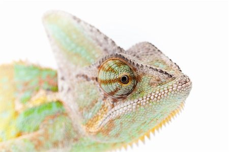 Beautiful big chameleon sitting on a white background Foto de stock - Super Valor sin royalties y Suscripción, Código: 400-05205737