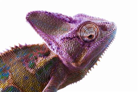 Beautiful big chameleon sitting on a white background Foto de stock - Super Valor sin royalties y Suscripción, Código: 400-05205744