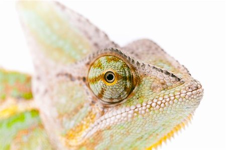 Beautiful big chameleon sitting on a white background Stock Photo - Budget Royalty-Free & Subscription, Code: 400-05205740