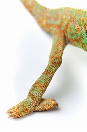 Beautiful big chameleon sitting on a white background Foto de stock - Super Valor sin royalties y Suscripción, Código: 400-05205742