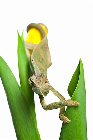 Beautiful big chameleon sitting on a tulip Stock Photo - Budget Royalty-Free & Subscription, Code: 400-05205767