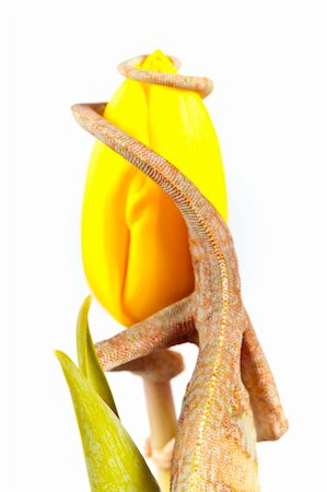 Beautiful big chameleon sitting on a tulip Photographie de stock - Aubaine LD & Abonnement, Code: 400-05205769