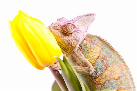 Beautiful big chameleon sitting on a tulip Stock Photo - Budget Royalty-Free & Subscription, Code: 400-05205779