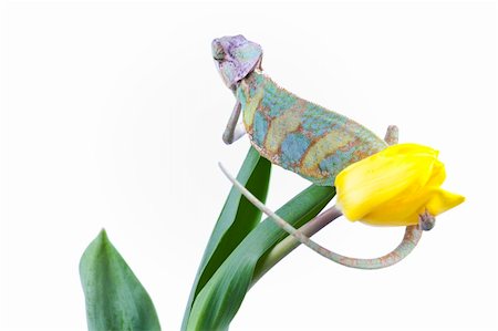 Beautiful big chameleon sitting on a tulip Stock Photo - Budget Royalty-Free & Subscription, Code: 400-05205773