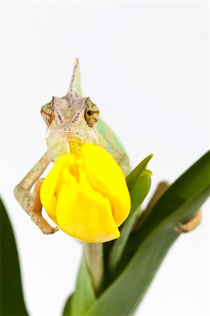 Beautiful big chameleon sitting on a tulip Stock Photo - Budget Royalty-Free & Subscription, Code: 400-05205785