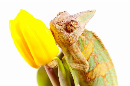 Beautiful big chameleon sitting on a tulip Foto de stock - Super Valor sin royalties y Suscripción, Código: 400-05205781